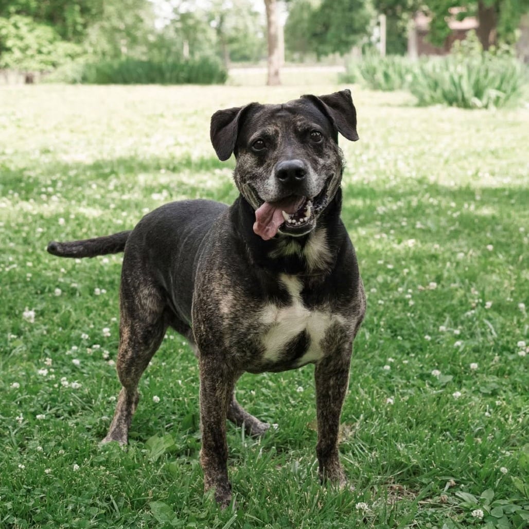 Photo of Fury, adoptable senior Mixed Breed (Large) in St. Louis, Missouri