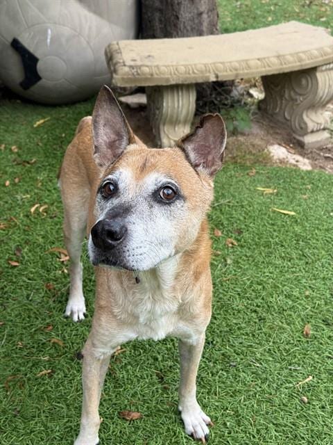 Photo of Willy, adoptable senior German Shepherd Dog in Sugar Land, Texas