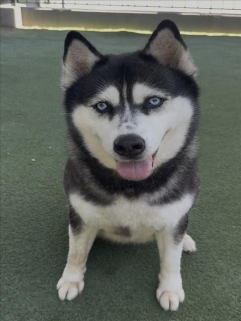 Photo of Shiloh, adoptable senior Siberian Husky in Los Angeles, California