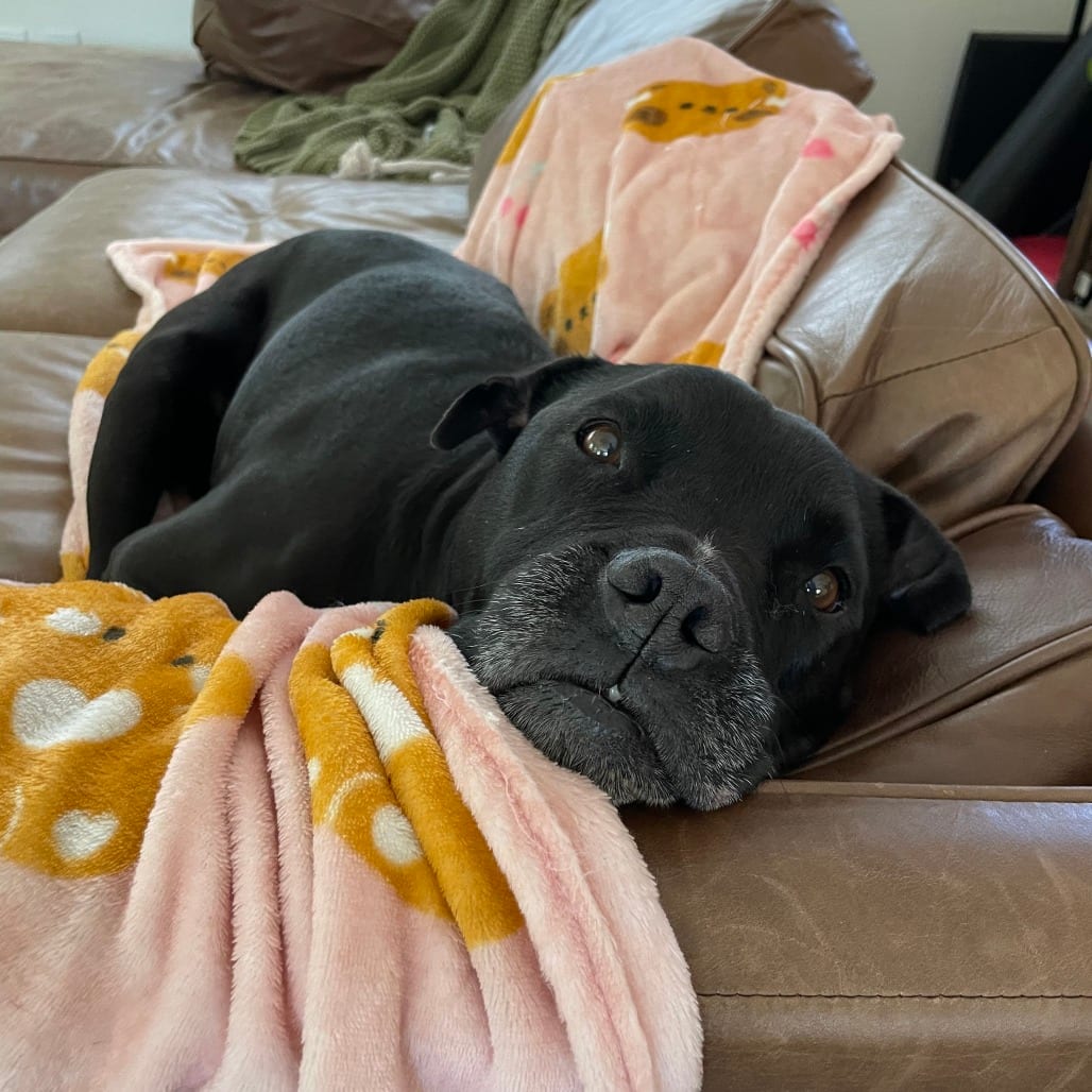 Photo of Ivy Rose, adoptable senior Terrier, American Staffordshire in California, California