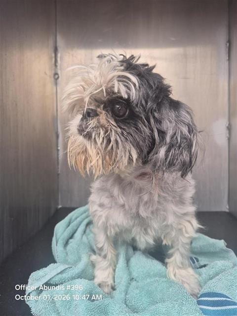 Photo of Lilo, adoptable senior Shih Tzu in San Antonio, Texas