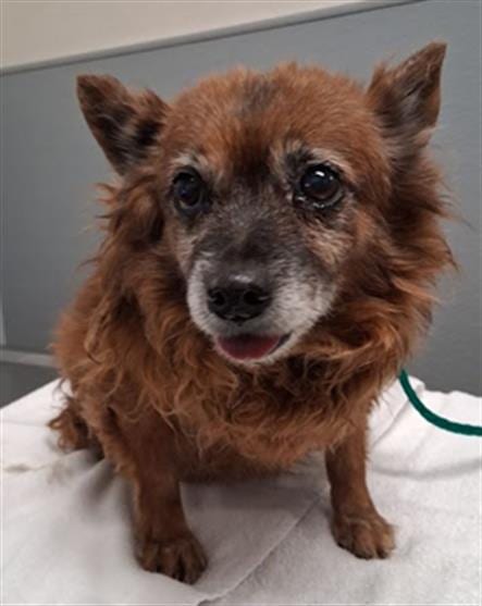 Photo of Bobby, adoptable senior Pomeranian in Las Vegas, Nevada