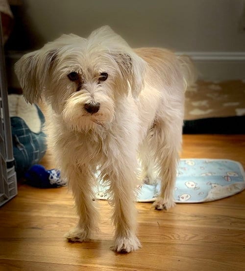 Poppy, adoptable senior Terrier in Cary, NC