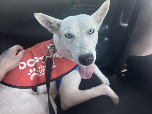 Photo of Lilly, adoptable senior Siberian Husky in Phoenix, Arizona