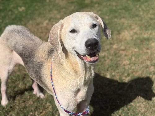 Photo of Jaxx, adoptable senior Great Pyrenees in Tulsa, Oklahoma