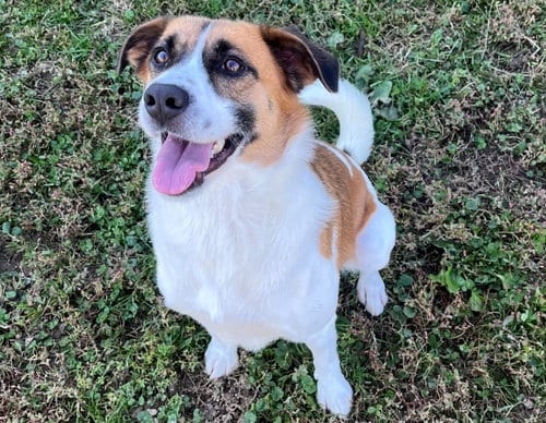 Piper, adoptable senior Beagle in Sistersville, WV