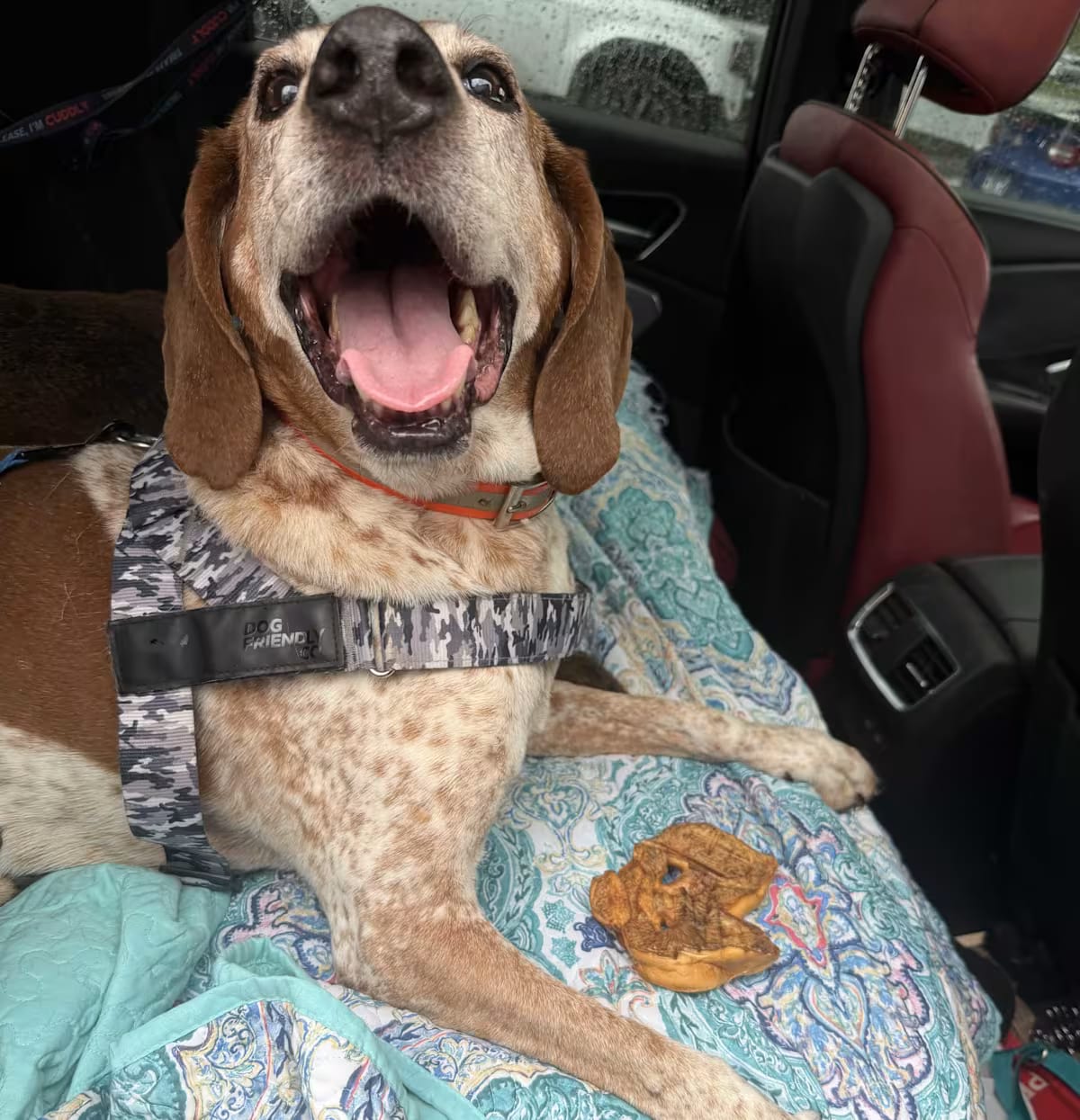 Photo of Waylon, adoptable senior English (Redtick) Coonhound in Bakersville, North Carolina
