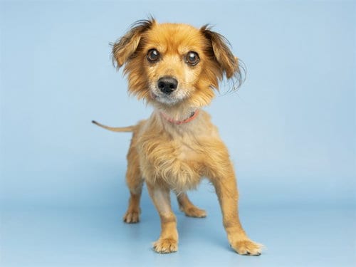Photo of Taco, adoptable senior Dachshund in Phoenix, Arizona