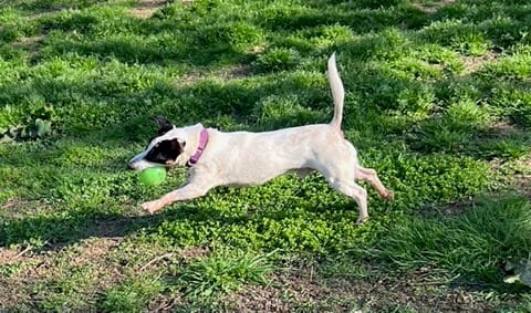 Photo of Jasper, adoptable senior Jack Russell Terrier in Columbia, Tennessee