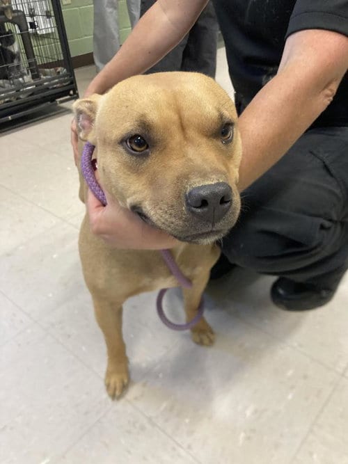 Photo of Rosy Posy, adoptable senior American Bulldog in Burnsville, North Carolina