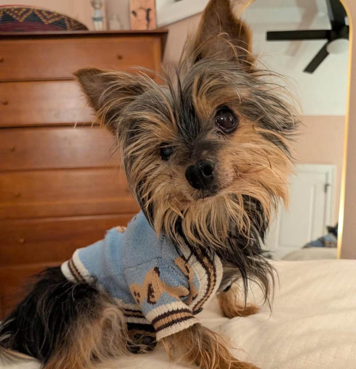 Photo of Sid, adoptable senior Yorkie, Yorkshire Terrier in Wethersfield, Connecticut
