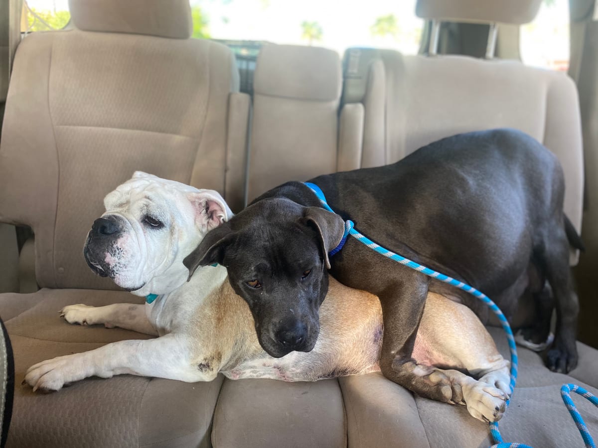 Photo of Autumn, adoptable senior American Staffordshire Terrier in San Diego, California