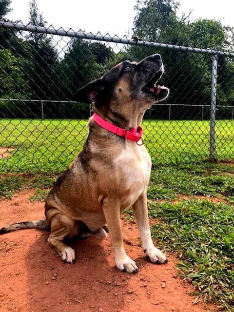 Photo of Hershal, adoptable senior Akita in Hewitt, New Jersey