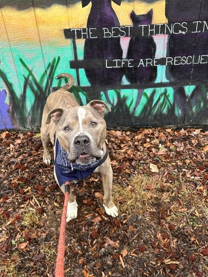 Photo of Rocket Apollo, adoptable senior Terrier, Pit Bull/Mix in Annapolis, Maryland
