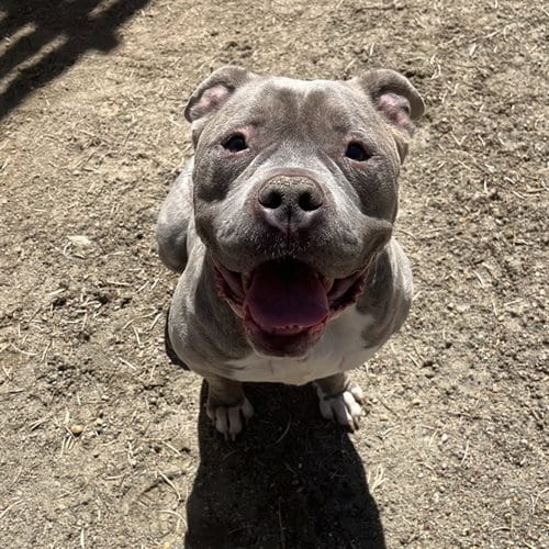 Photo of Peanut, adoptable senior Pit Bull Terrier in Thousand Palms, California