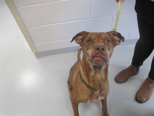 Photo of Cyrus, adoptable senior Labrador Retriever in Ocala, Florida