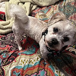 Photo of Ted Bear, adoptable senior Maltese Shih Tzu in Union Grove, Wisconsin