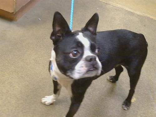 Photo of Oreo, adoptable senior Boston Terrier in Sacramento, California