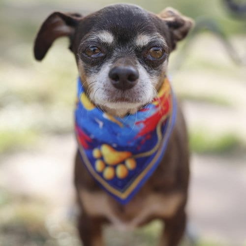 Photo of Luna, adoptable senior Chihuahua in San Antonio, Texas
