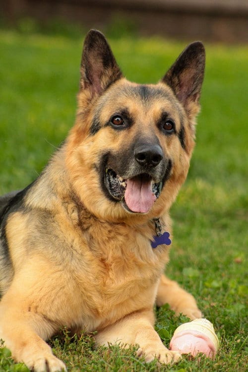 Photo of Schnapps, adoptable senior German Shepherd Dog in SKOKIE, Illinois