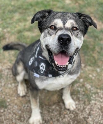 Logan, adoptable senior American Staffordshire Terrier in Ventura, CA