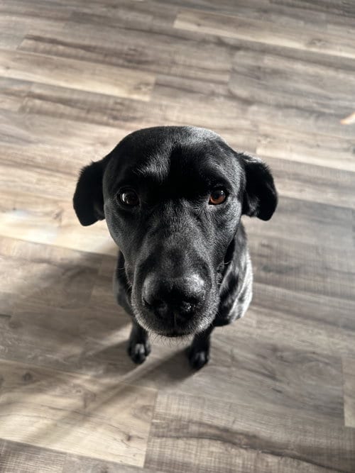 Photo of Eddy, adoptable senior Labrador Retriever in Princeton, Minnesota