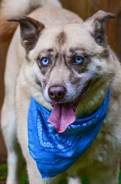 Photo of Doli, adoptable senior Husky in Alpharetta, Georgia