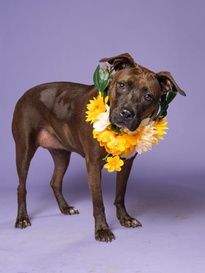 Photo of Amy, adoptable senior dog in Atlanta, Georgia