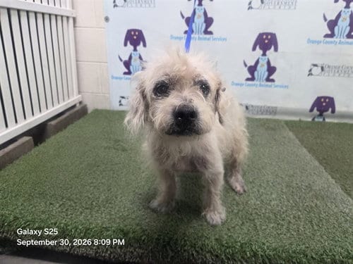 Photo of Rocco, adoptable senior Poodle (Miniature) in Orlando, Florida