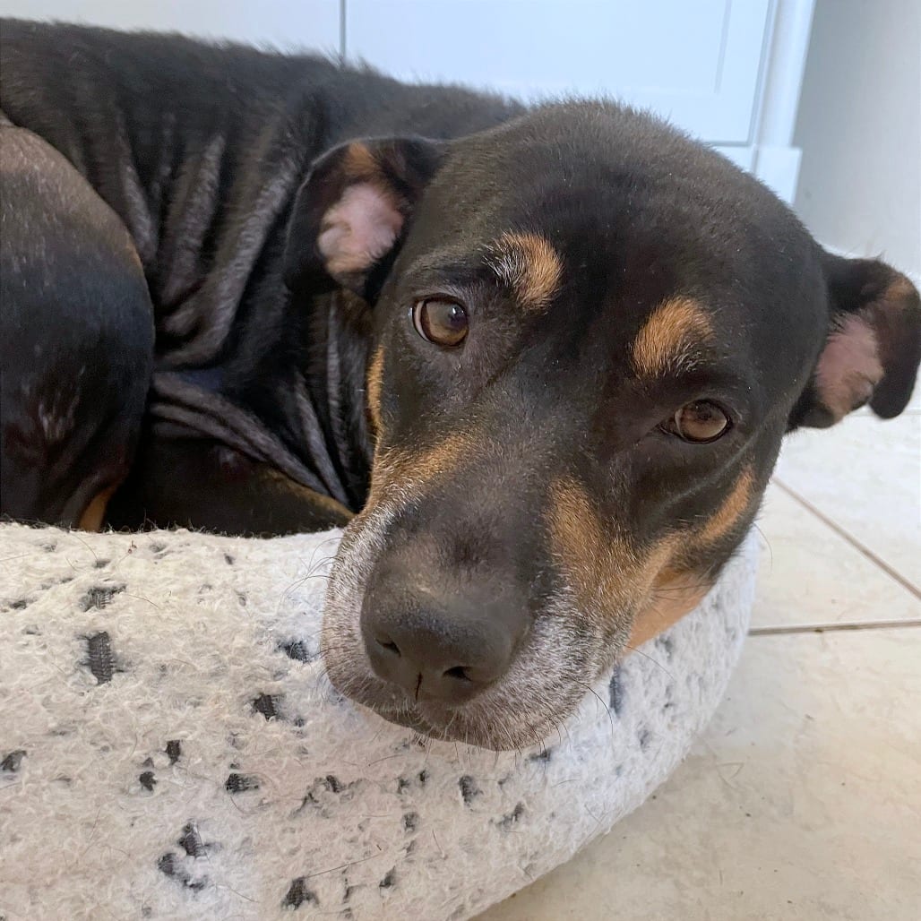 Photo of Cobot, adoptable senior Mixed Breed (Medium)