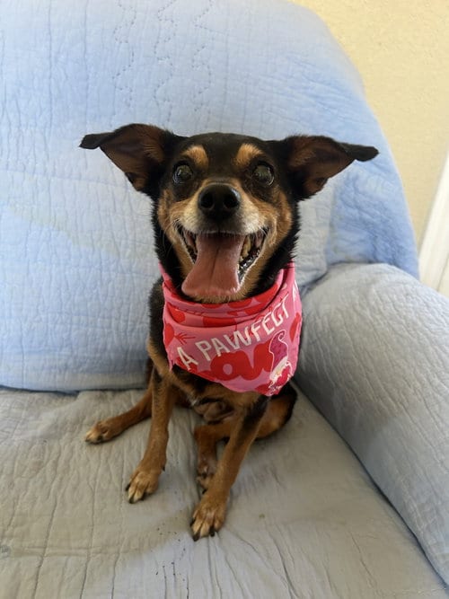 Photo of Angel, adoptable senior Chihuahua in Pipe Creek, Texas
