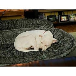 Photo of Biscuit, adoptable senior Boxer American Pit Bull Terrier in Irmo, South Carolina