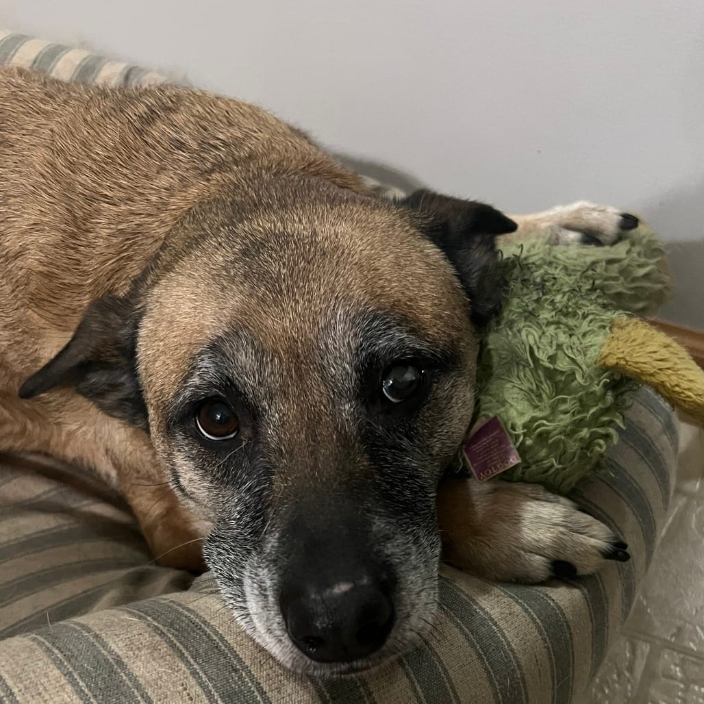 Photo of Nova - Home to Home, adoptable senior Shepherd, Belgian Malinois in South Elgin, Illinois