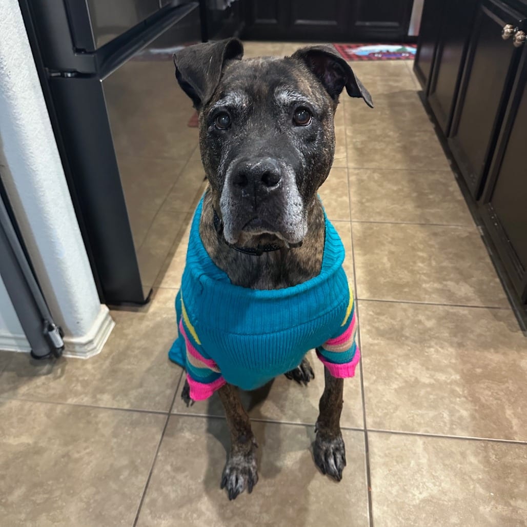 Photo of Winston, adoptable senior Canario, Presa in Dallas, Texas