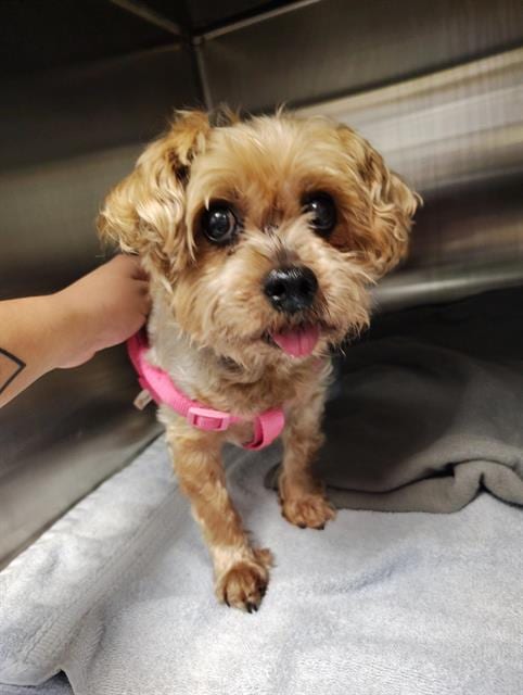 Photo of Ham, adoptable senior Yorkshire Terrier Yorkie in Albuquerque, New Mexico
