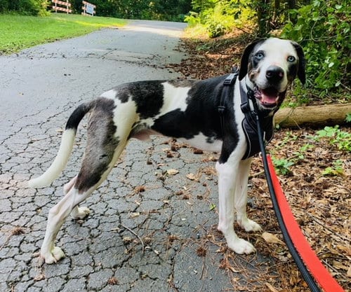 Bearon, adoptable senior Great Dane in Alpharetta, GA