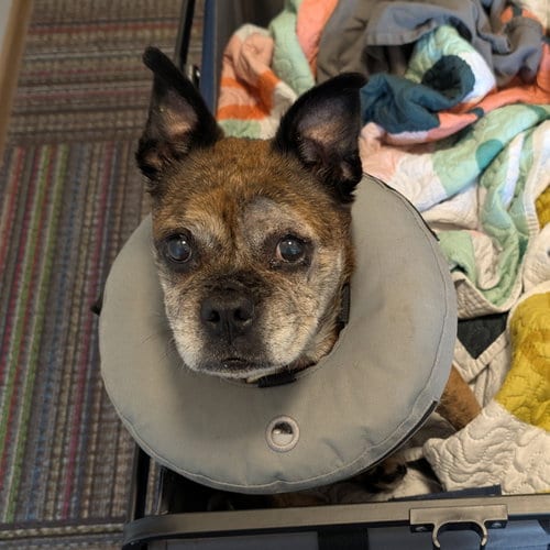 Photo of Eulalia, adoptable senior Pug in Fargo, North Dakota