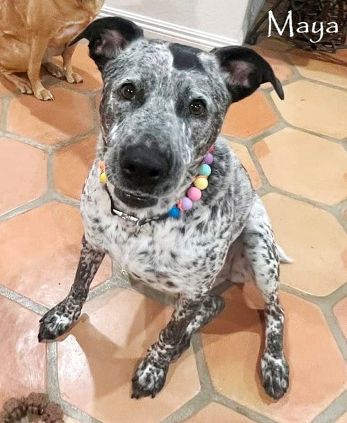 Photo of Maya, adoptable senior German Shorthaired Pointer in San Diego, California