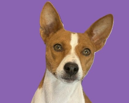 Photo of Obi, adoptable senior dog in Georgetown, Texas