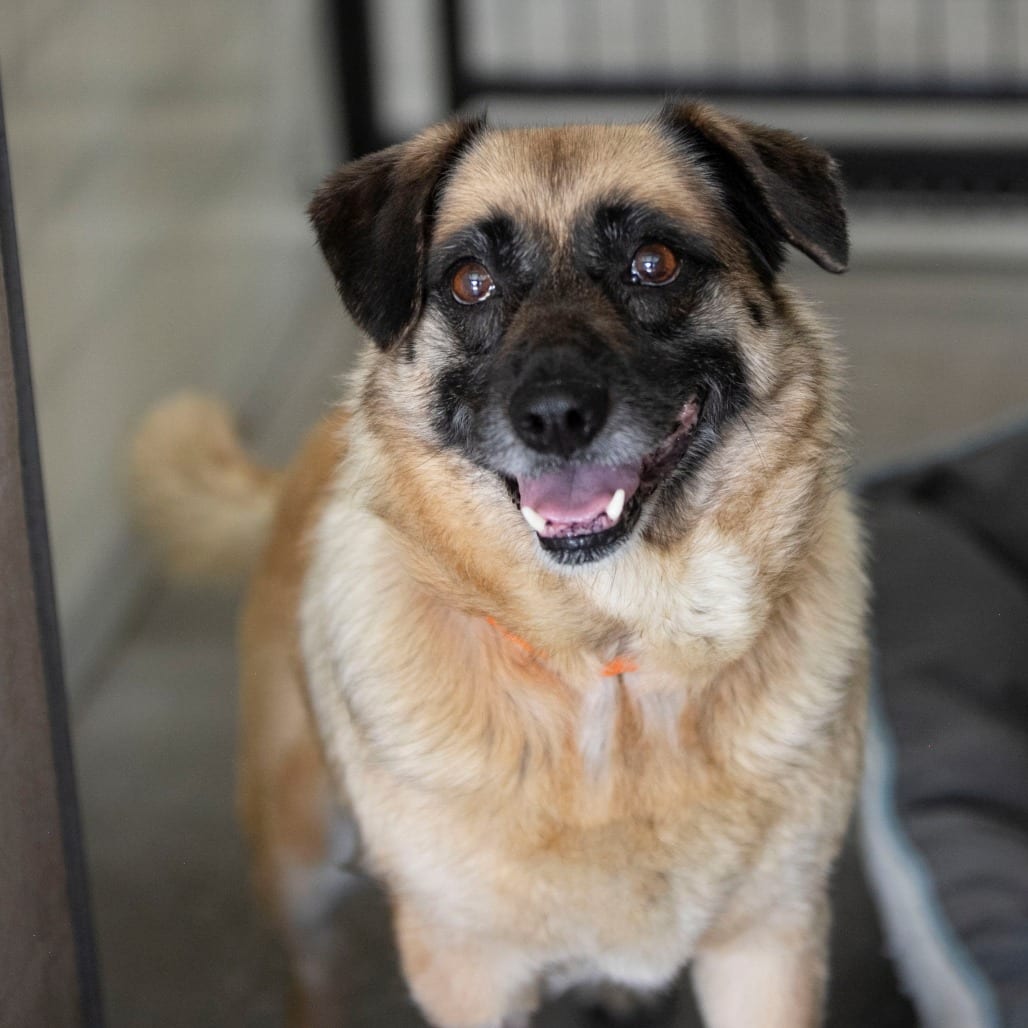 Photo of Angel (MY26-113), adoptable senior Shepherd, German / Pug in Colorado Springs, Colorado