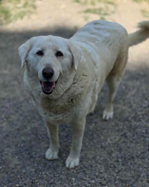 Photo of Bell Bell, adoptable senior Akbash in Woodsfield, Ohio