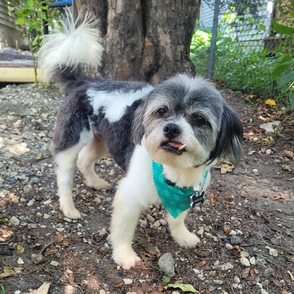 Photo of Eugene D12017, adoptable senior Shih Tzu / Poodle, Miniature in Princeton area, Minnesota