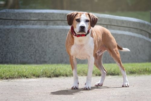 Photo of Hansel, adoptable senior Beagle in Boston, Kentucky