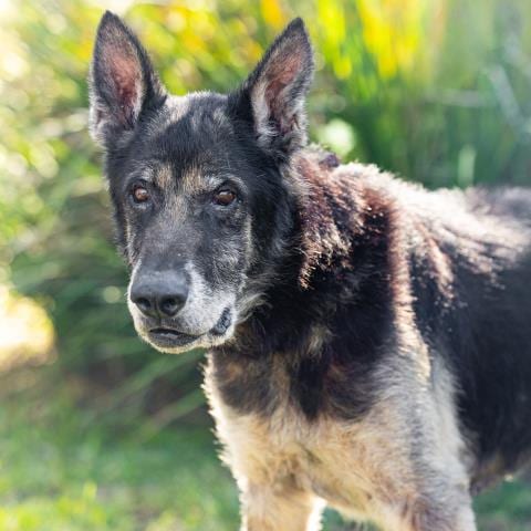 Photo of Max, adoptable senior German Shepherd Dog in Camarillo, California