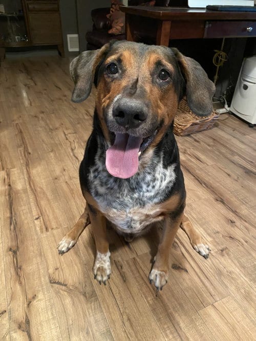 Photo of Rescue, adoptable senior Shepherd in Chandler, Arizona