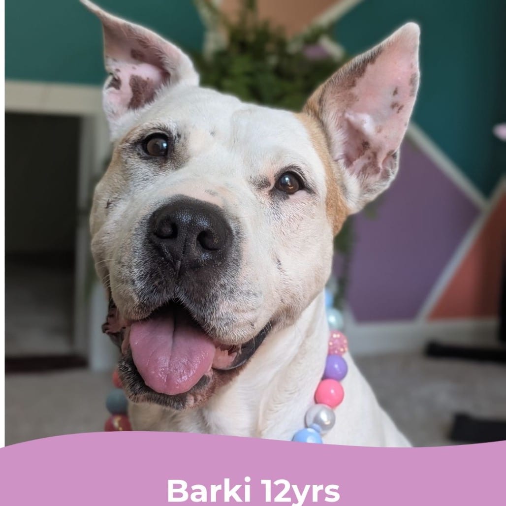 Photo of Barki, adoptable senior Terrier, Pit Bull in Maryland, Maryland