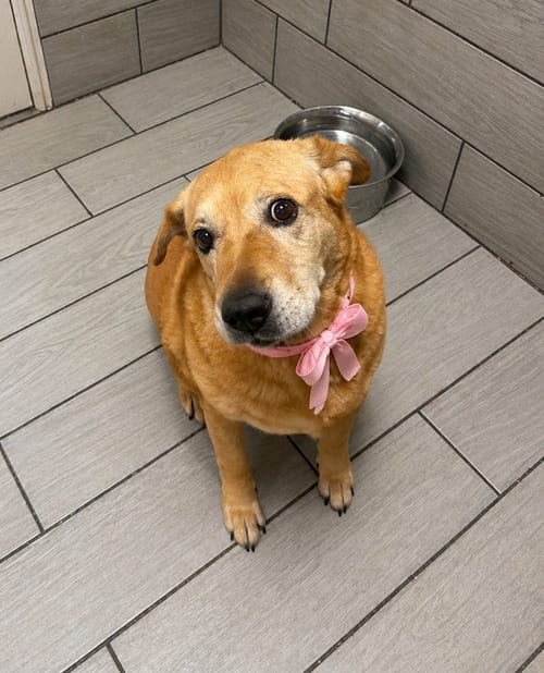 Chula, adoptable senior Shar Pei in Pipe Creek, TX