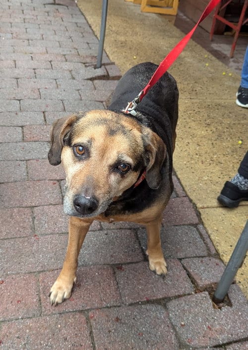 Photo of Abby - Awesome Girl, adoptable senior Hound in Oakhurst, New Jersey