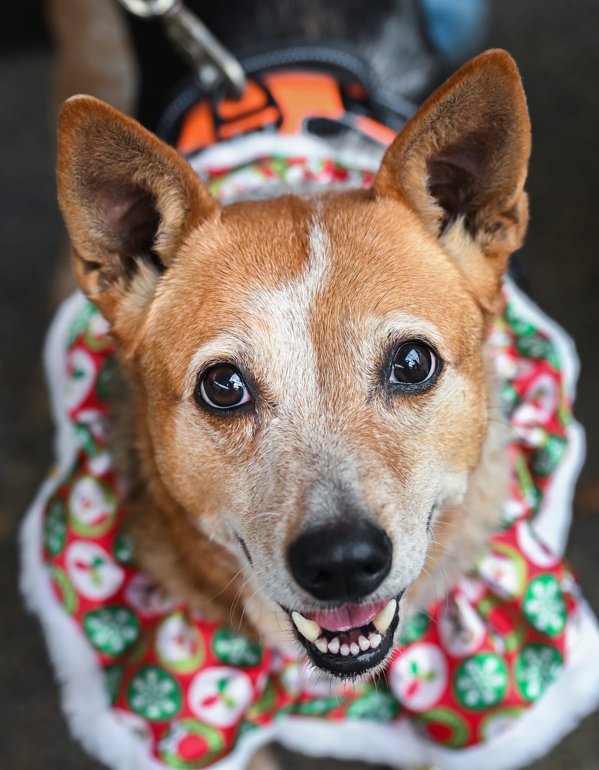 Honey, adoptable senior Cattle Dog/Blue Heeler Mix in Chattanooga, TN