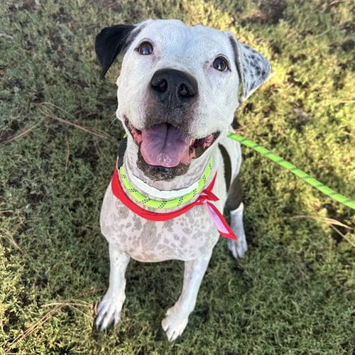 Photo of Fletcher, adoptable senior American Pit Bull Terrier in Mesa, Arizona